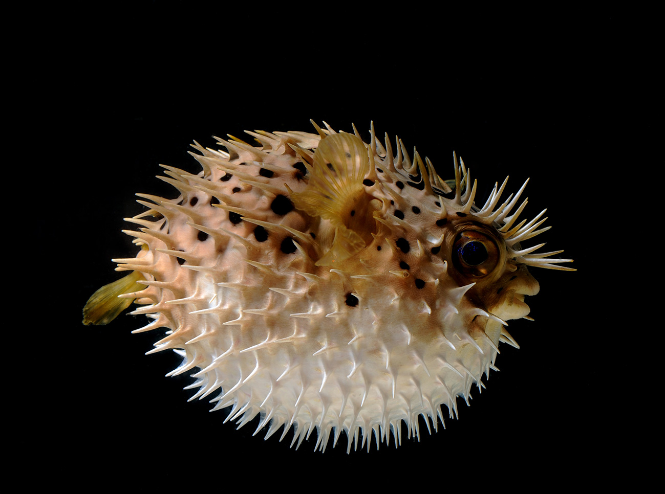 Malene Kyed – Blowfish pufferfish _